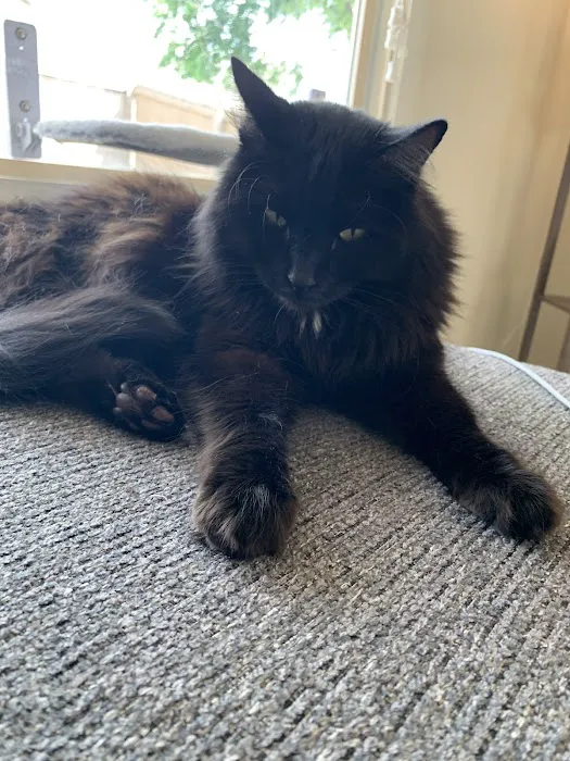 Tulsa Animal Urgent Care Picture 5