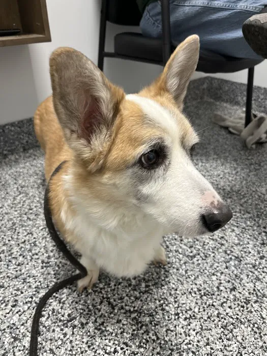 Tulsa Animal Urgent Care Picture 8