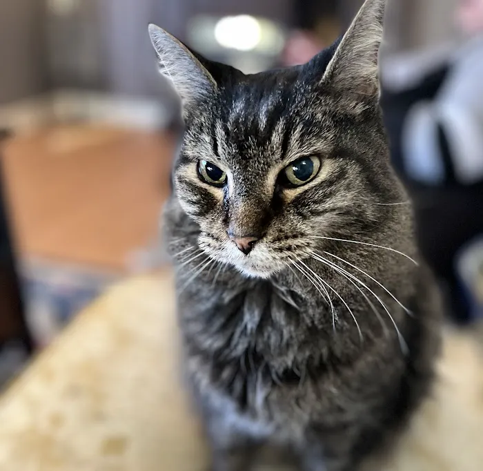 15th Street Veterinary Group Picture 1