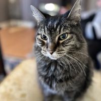 15th Street Veterinary Group ico