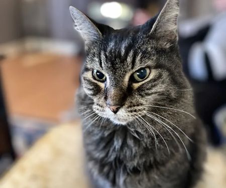 15th Street Veterinary Group