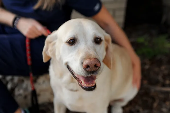 15th Street Veterinary Group Picture 2