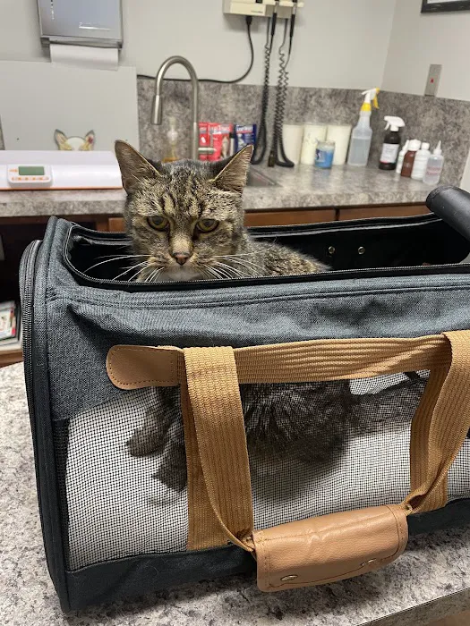 15th Street Veterinary Group Picture 3