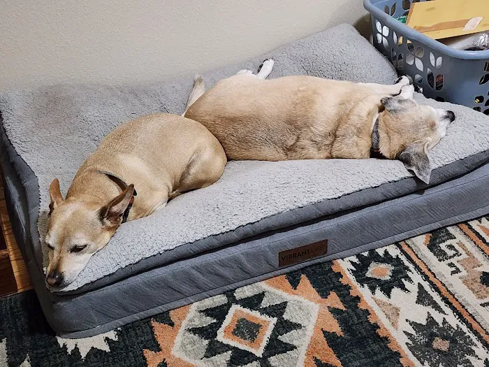 15th Street Veterinary Group Picture 4