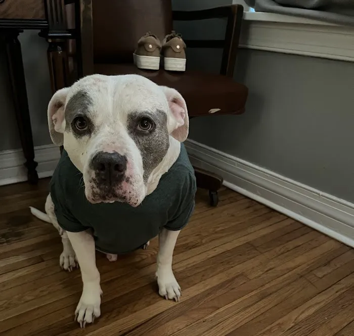 15th Street Veterinary Group Picture 7