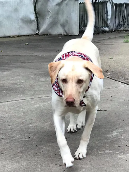 15th Street Veterinary Group Picture 5