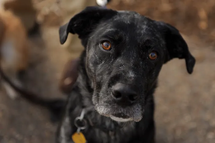 15th Street Veterinary Group Picture 9