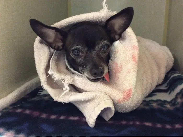 VCA Woodland Broken Arrow Animal Hospital Picture 3