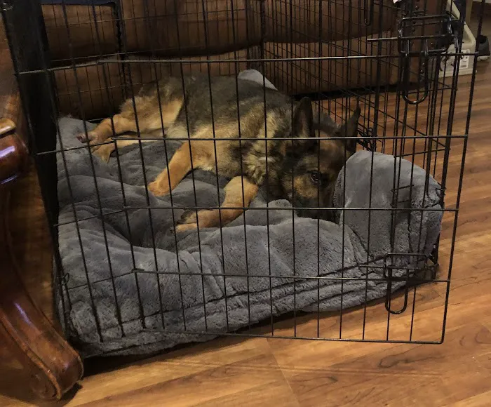 VCA Woodland Broken Arrow Animal Hospital Picture 1