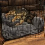 VCA Woodland Broken Arrow Animal Hospital