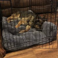 VCA Woodland Broken Arrow Animal Hospital ico