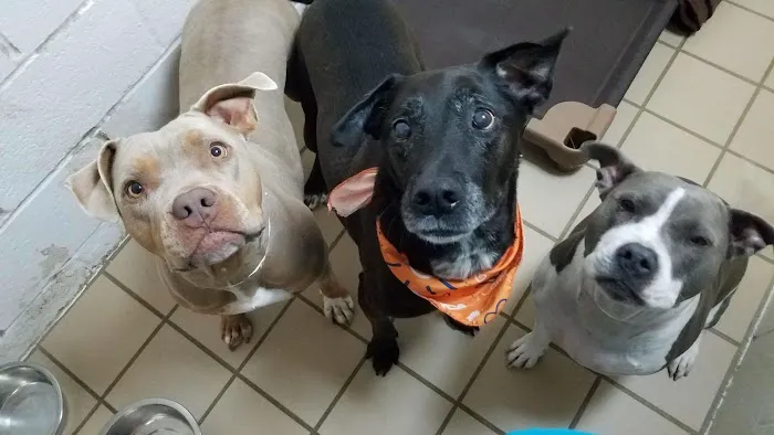 VCA Woodland Broken Arrow Animal Hospital Picture 6