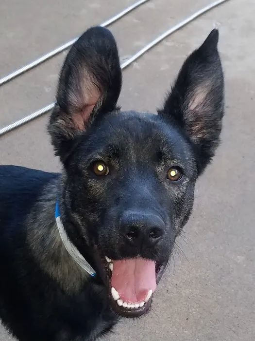 VCA Woodland Broken Arrow Animal Hospital Picture 9