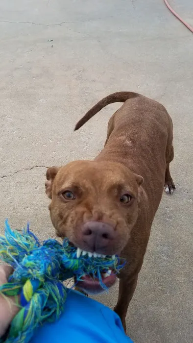 VCA Woodland Broken Arrow Animal Hospital Picture 10