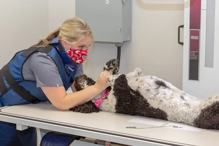 Animal House Veterinary Hospital Picture 10