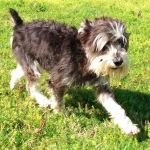 Tulsa General Veterinary Hospital