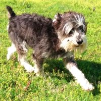 Tulsa General Veterinary Hospital ico