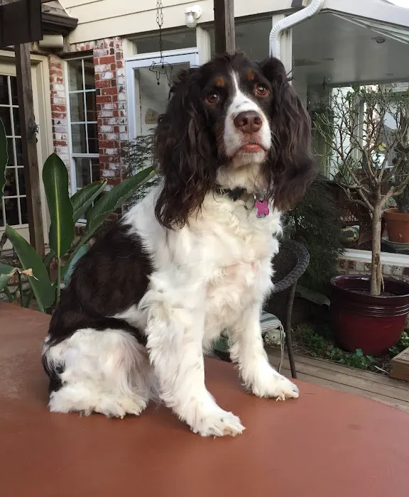 Tulsa General Veterinary Hospital Picture 5