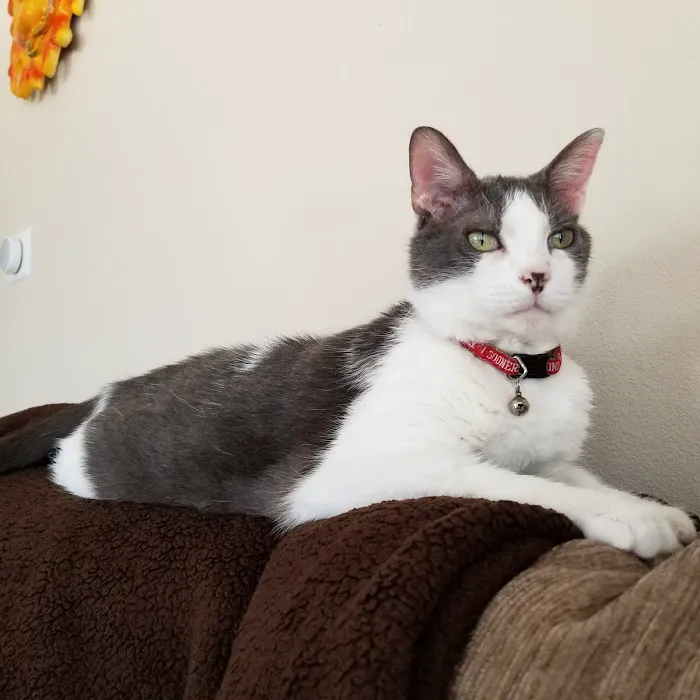 Tulsa General Veterinary Hospital Picture 4