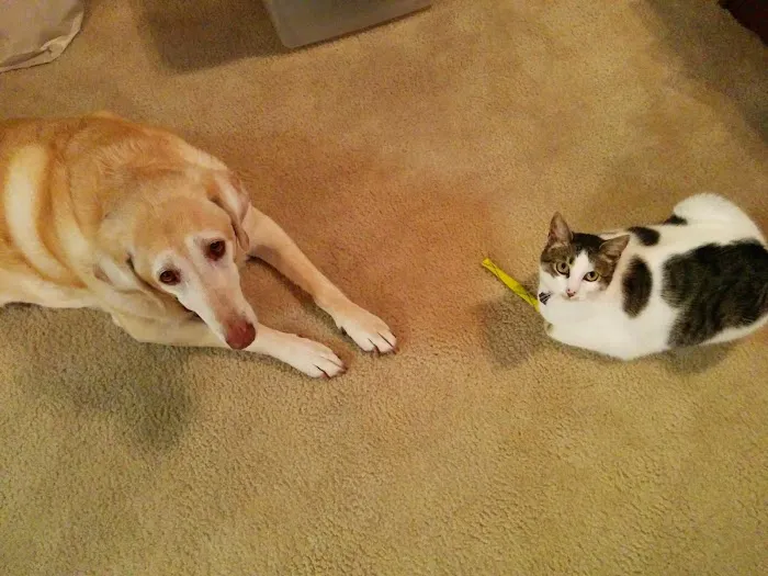 Tulsa General Veterinary Hospital Picture 10