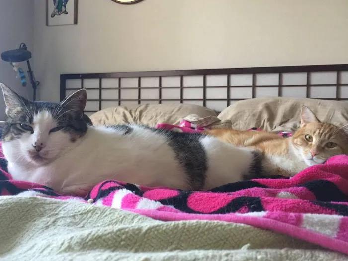 Tulsa General Veterinary Hospital Picture 8