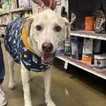 Banfield Pet Hospital