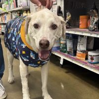 Banfield Pet Hospital ico