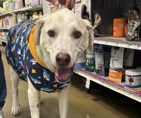 Banfield Pet Hospital