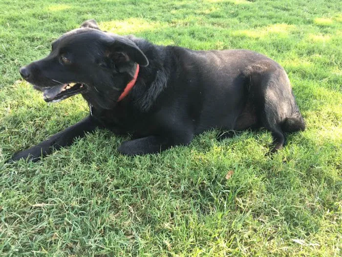 Banfield Pet Hospital Picture 4