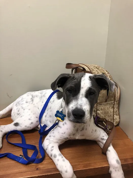 Bent Arrow Vet Picture 1