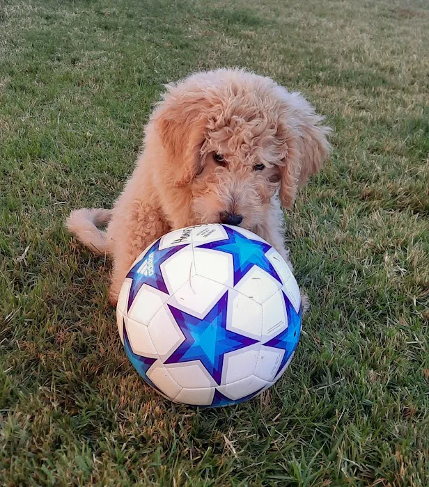 Bent Arrow Vet Picture 3