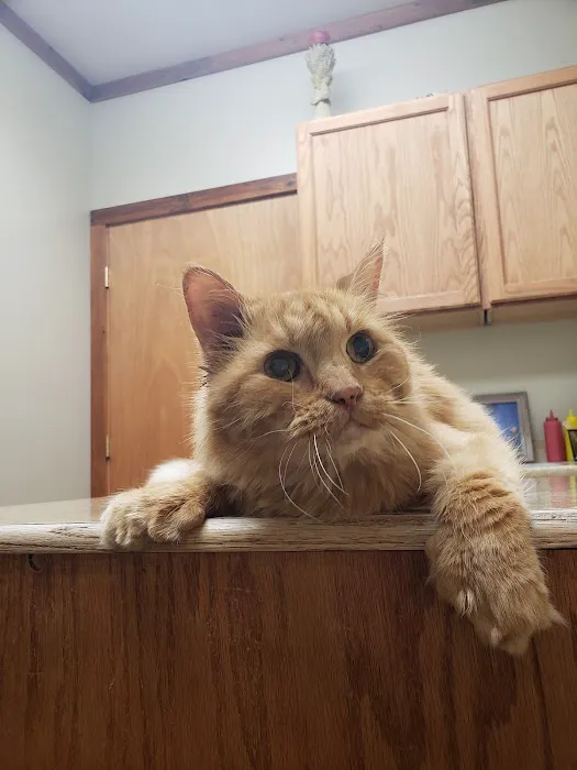 Bent Arrow Vet Picture 2