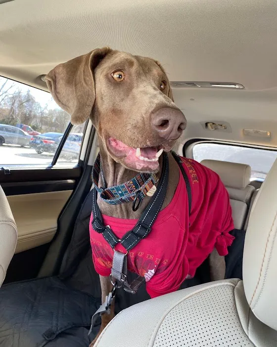 Bent Arrow Vet Picture 4