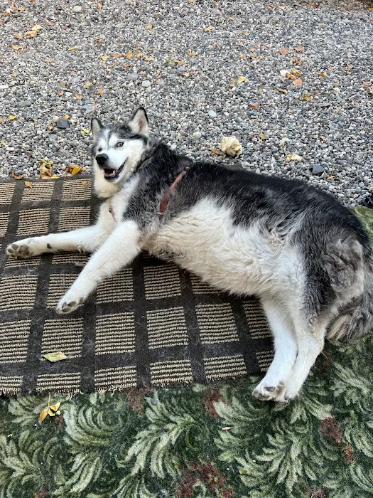 Bent Arrow Vet Picture 10