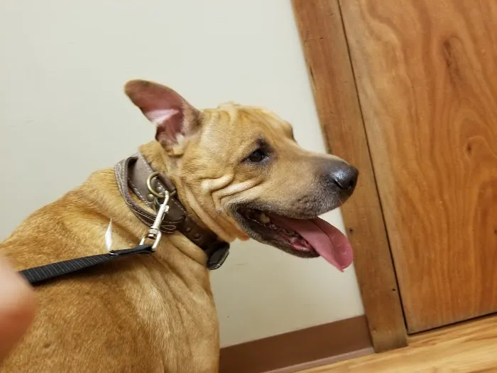 Bent Arrow Vet Picture 8