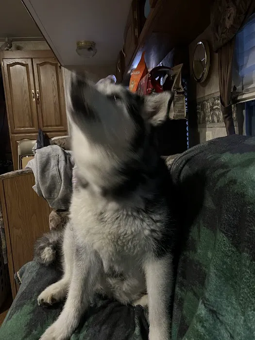 Bent Arrow Vet Picture 9