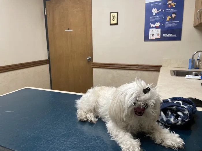 VCA Woodland East Animal Hospital Picture 3