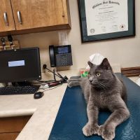 VCA Woodland East Animal Hospital ico