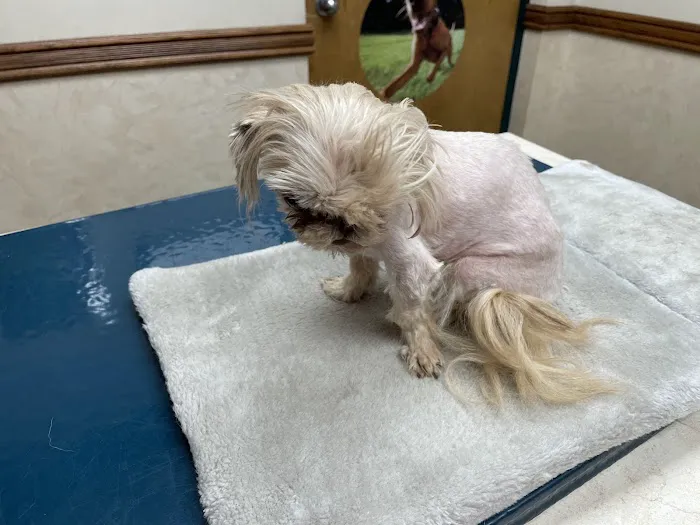 VCA Woodland East Animal Hospital Picture 2