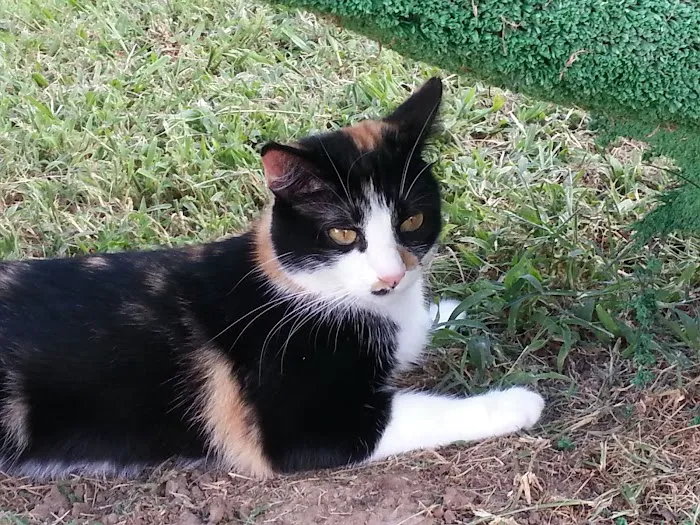 Spay Oklahoma Inc Picture 4