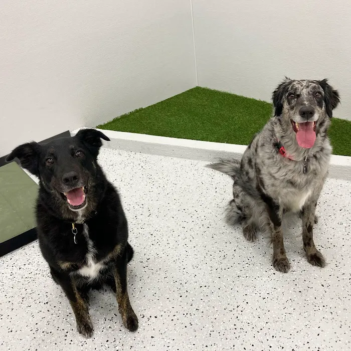 Skyline Animal Hospital Picture 7