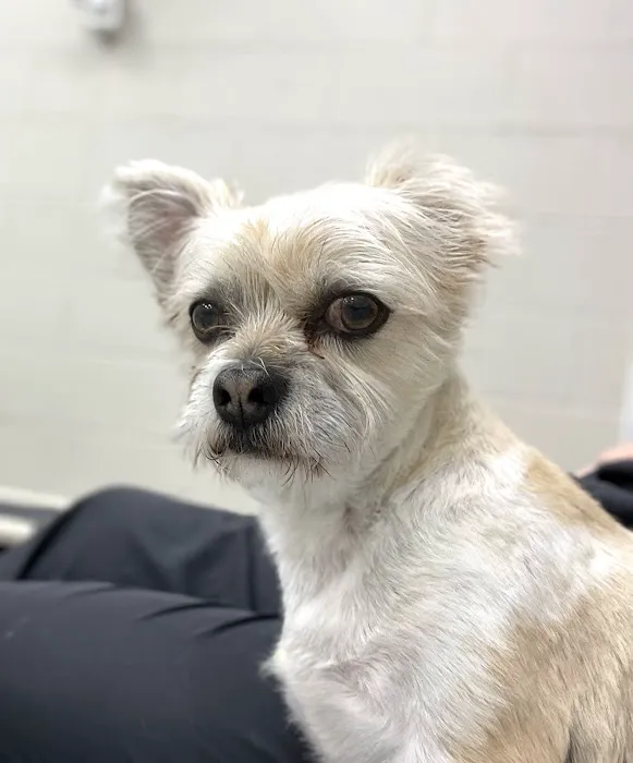 Skyline Animal Hospital Picture 10