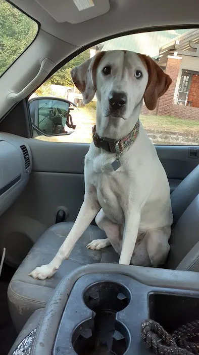 Pawsitive Veterinary Care Picture 4