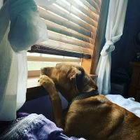 Pawsitive Veterinary Care ico