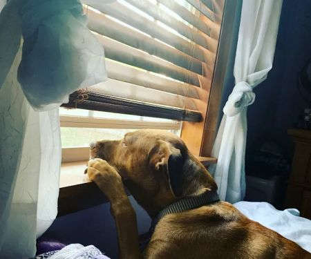 Pawsitive Veterinary Care