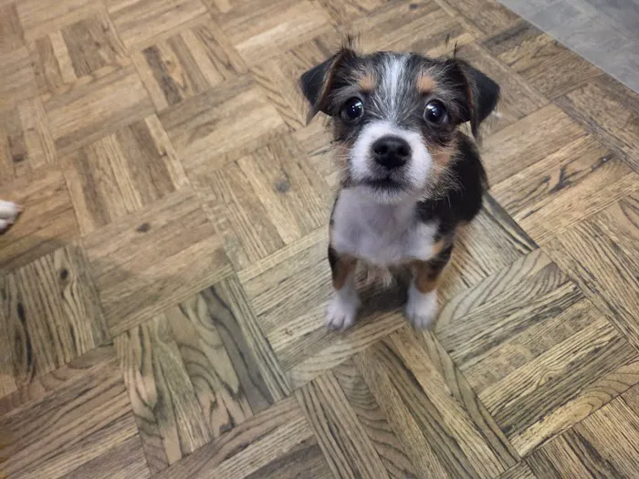 Pawsitive Veterinary Care Picture 5