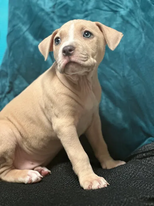 Pawsitive Veterinary Care Picture 9