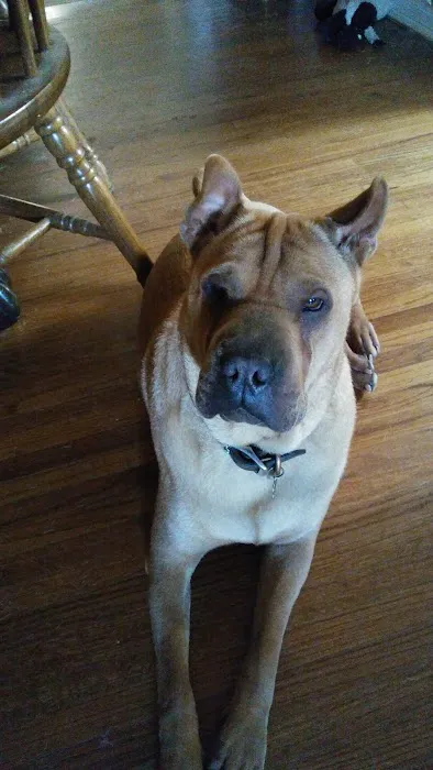 Cedarwood Veterinary Clinic: Robert W. Poteet, DVM, Wendy Sales,DVM, Bill Gooldy, DVM Picture 2