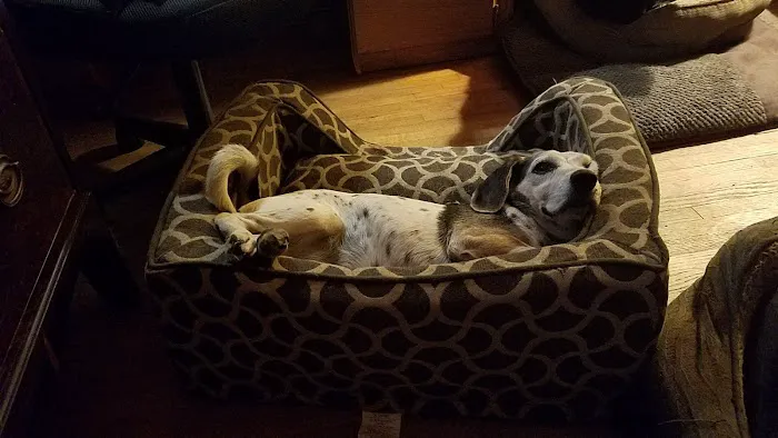 Cedarwood Veterinary Clinic Picture 3