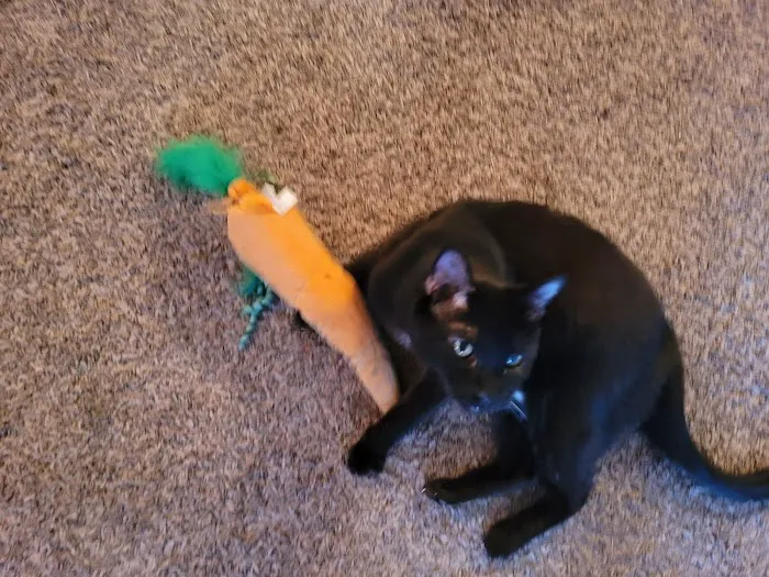 Cedarwood Veterinary Clinic Picture 2